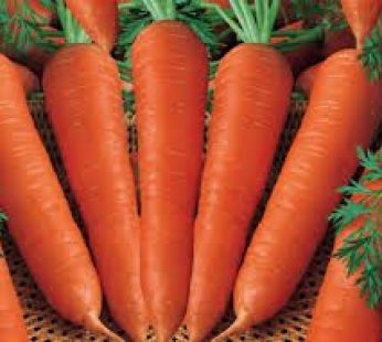 CARROTS 1KG