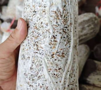 MUSHROOM TUBE(IMIGINA) 1KG